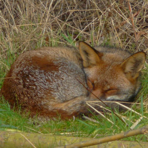 Sleeping fox